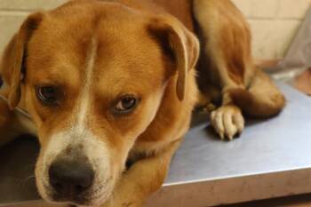 JUMBA -  Mixed Breed Dog for Adoption in Columbia, South Carolina - JUMBA | PetCurious