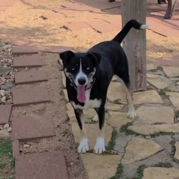 Jameson -  Mixed Breed Dog for Adoption in Galveston, Texas - Jameson | PetCurious