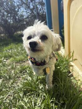 Goldendoodle Dogs Available for Adoption in Brunswick, Ohio - Oliver | PetCurious