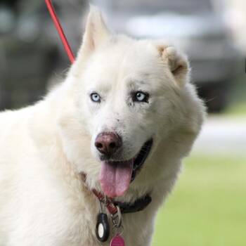 Salt Water -  Husky Dog for Adoption in Columbia, South Carolina - Salt Water | PetCurious