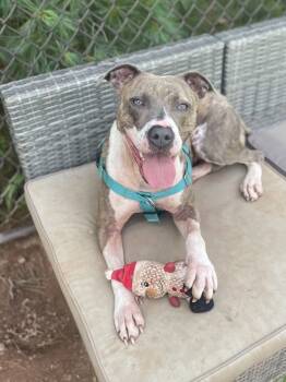 Rescue Pit Bull Terrier Dogs for Adoption in Montgomery, New Jersey - Shasta | PetCurious