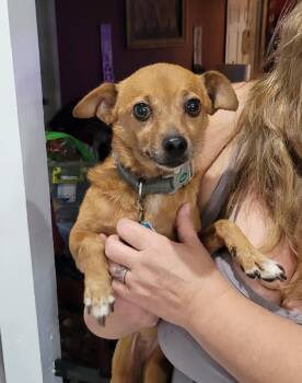 Rescue Chihuahua Dogs for Adoption in Chiefland, Florida - Bella | PetCurious