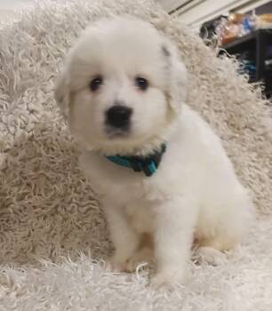 Great Pyrenees and Anatolian Shepherd Dogs Available for Adoption in Holly Springs, North Carolina - Sven - Disney Litter | PetCurious
