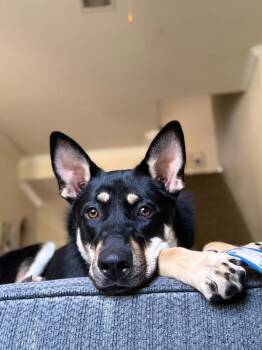 Lentil Lou The Loving Little Shepherd -  German Shepherd Dog and Australian Kelpie Dog for Adoption in Friendswood, Texas - Lentil Lou The Loving Little Shepherd | PetCurious