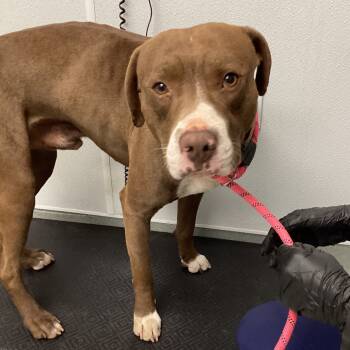 Rescue American Staffordshire Terrier Dogs for Adoption in Abilene, Texas - Balto | PetCurious