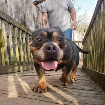 American Bully Dogs Available for Adoption in Saugerties, New York - Greta  | PetCurious