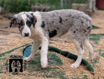 Border Collie and Australian Shepherd Dogs Available for Adoption in Omaha, Nebraska - Flotsam | PetCurious