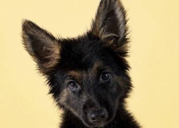 German Shepherd Dog and Shepherd Dogs Available for Adoption in Chandler, Arizona - Gorgeous GABE | PetCurious