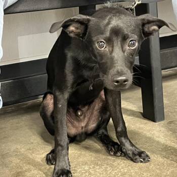 Sebastian -  Rat Terrier Dog for Adoption in Tampa, Florida - Sebastian | PetCurious