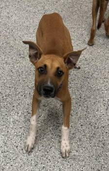 Atari -  Mixed Breed Dog for Adoption in Kansas City, Missouri - Atari | PetCurious