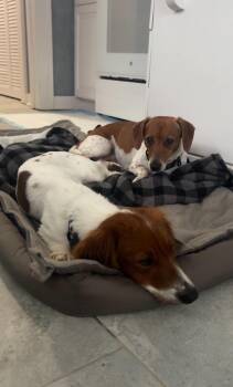 Rescue Dachshund Dogs for Adoption in Portland, Oregon - Mia | PetCurious