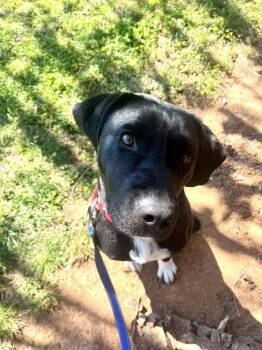 Terrier Dogs Available for Adoption - Juno | PetCurious