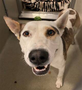 Rescue Australian Cattle Dog Blue Heeler and German Shepherd Dog Dogs for Adoption in Rancho Cucamonga, California - UNKNOWN | PetCurious