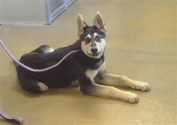 German Shepherd Dog and Siberian Husky Dogs Available for Adoption - IZZIE | PetCurious