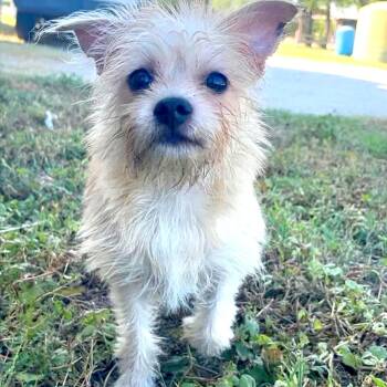 Lola -  Yorkshire Terrier and Mixed Breed Dog for Adoption in Corpus Christi, Texas - Lola | PetCurious