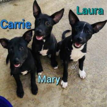 Carrie Ingle -  Mixed Breed Dog for Adoption in Chicago, Illinois - Carrie Ingle | PetCurious