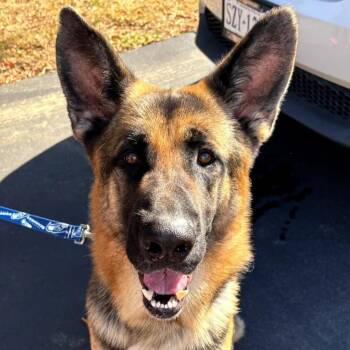 German Shepherd Dog Dogs Available for Adoption in Richmond, Virginia - Beyla | PetCurious