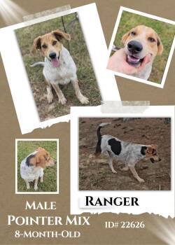 Rescue Mixed Breed Dogs for Adoption in Leesburg, Georgia - Ranger | PetCurious