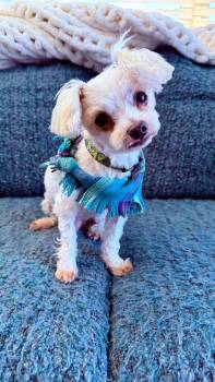 T-Bone -  Maltese Dog for Adoption in Union Grove, Wisconsin - T-Bone | PetCurious