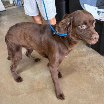 Dennis -  Mixed Breed Dog for Adoption in Denison, Texas - Dennis | PetCurious