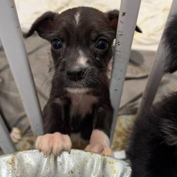 Pit Bull Terrier Dogs Available for Adoption in Austin, Texas - Mclaren | PetCurious