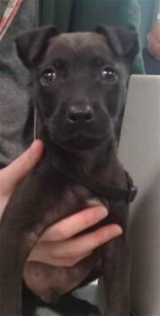 Pit Bull Terrier Dogs Available for Adoption in Oklahoma City, Oklahoma - A475097 | PetCurious