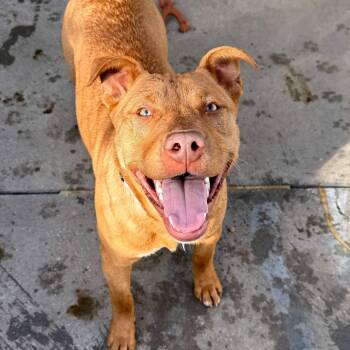 Mixed Breed Dogs Available for Adoption - Huey | PetCurious