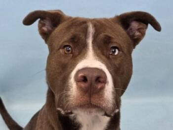 J.C. -  Pit Bull Terrier and Mixed Breed Dog for Adoption in Golden Valley, Minnesota - J.C. | PetCurious