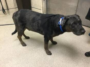 Pit Bull Terrier and Mixed Breed Dogs Available for Adoption in Riverside, California - FREDRICKSON | PetCurious