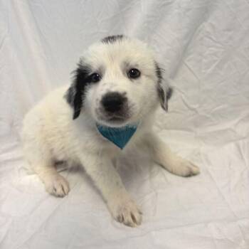 Ghoul -  Mixed Breed Dog for Adoption in Canal Winchester, Ohio - Ghoul | PetCurious