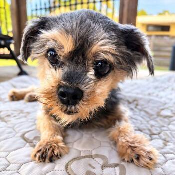 Rogan -  Yorkshire Terrier and Mixed Breed Dog for Adoption in Houston, Texas - Rogan | PetCurious