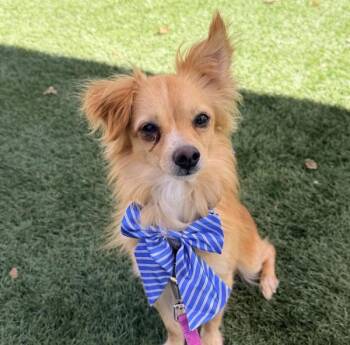 Cashew -  Chihuahua Dog for Adoption in Walnut Creek, California - Cashew | PetCurious