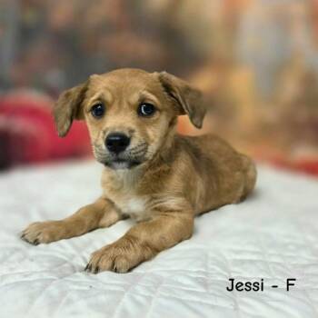 Jessi -  Terrier and Mixed Breed Dog for Adoption in Griswold, Connecticut - Jessi | PetCurious