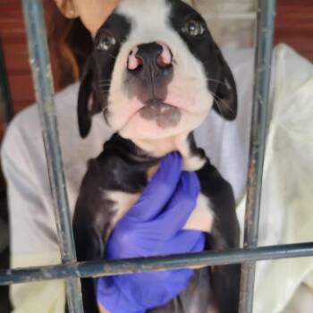 Rogue -  Pit Bull Terrier and Mixed Breed Dog for Adoption in Dover, Arkansas - Rogue | PetCurious