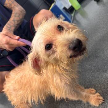 Prince Charming -  Mixed Breed Dog for Adoption in Allentown, Pennsylvania - Prince Charming | PetCurious