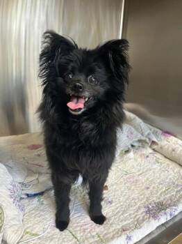 LAURYN -  Pomeranian and Chihuahua Dog for Adoption in Derwood, Maryland - LAURYN | PetCurious