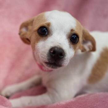 Penelope -  Dachshund and Chihuahua Dog for Adoption in Pawling, New York - Penelope | PetCurious