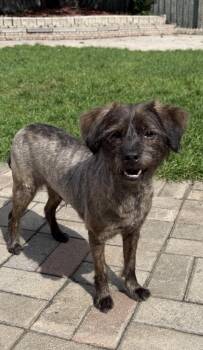 Mocha -  Mixed Breed Dog for Adoption in Markham, Ontario - Mocha | PetCurious