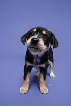 Abby -  Australian Cattle Dog Blue Heeler and Rottweiler Dog for Adoption in Houston, Texas - Abby | PetCurious