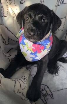 Harper -  Labrador Retriever and Standard Poodle Dog for Adoption in Sanford, Florida - Harper | PetCurious