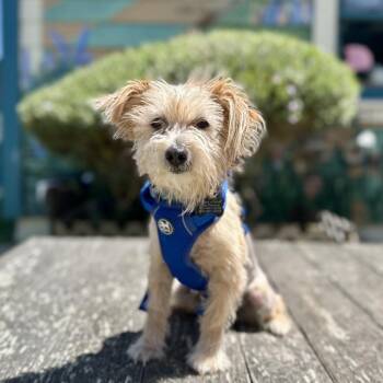 Ivy -  Terrier Dog Available for Adoption in Pacific Grove, California - Ivy | PetCurious