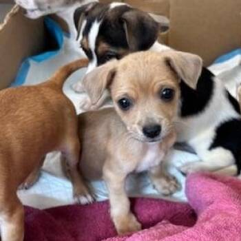 Chihuahua and Beagle Dogs Available for Adoption - Clover (The Deck Litter) | PetCurious