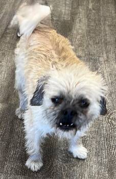 June -  Terrier and Pug Dog for Adoption in Lake Forest, California - June | PetCurious