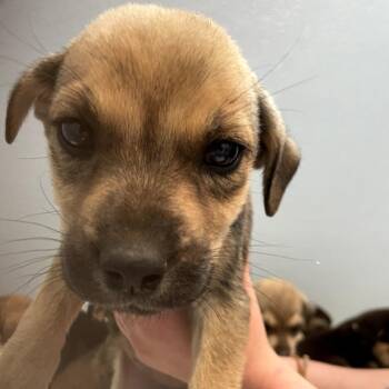 Amethyst -  Mixed Breed Dog for Adoption in North Battleford, Saskatchewan - Amethyst | PetCurious