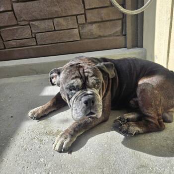 Bobby 5019 -  English Bulldog Dog for Adoption in Loxahatchee Groves, Florida - Bobby 5019 | PetCurious