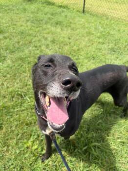 NOVA -  Mixed Breed Dog for Adoption in Gallatin, Tennessee - NOVA | PetCurious