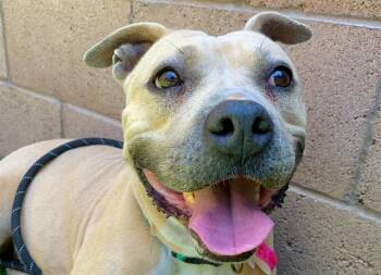 A551832 -  Pit Bull Terrier and Mixed Breed Dog for Adoption in Moreno Valley, California - A551832 | PetCurious