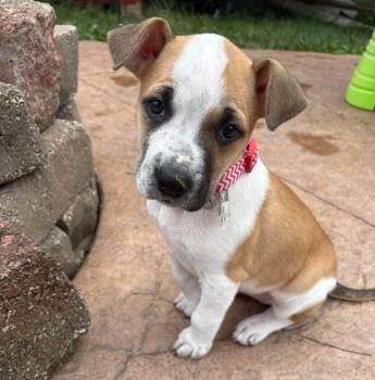 Lily Pad (AO -  Australian Cattle Dog Blue Heeler Dog for Adoption in Kansas City, Kansas - Lily Pad (AO | PetCurious
