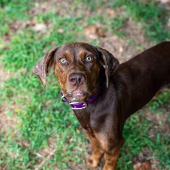 Tootsie -  Hound and German Shorthaired Pointer Dog for Adoption in Gainesville, Georgia - Tootsie | PetCurious