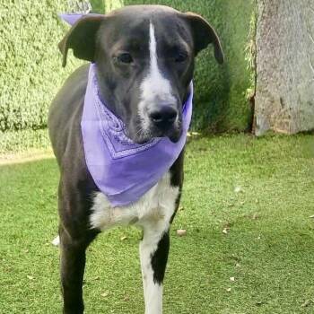 Labrador Retriever and American Staffordshire Terrier Dogs Available for Adoption - Irvington | PetCurious